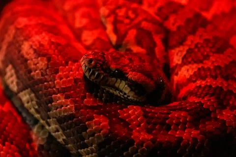 Snake coastal carpet python, Morelia spilota mcdowelli 스톡 사진