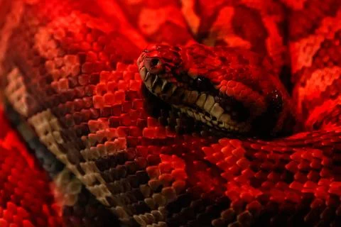 Snake coastal carpet python, Morelia spilota mcdowelli 写真素材