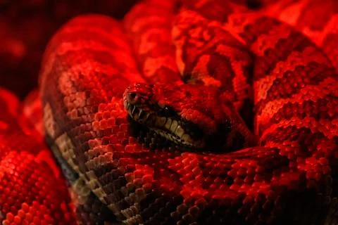 Snake coastal carpet python, Morelia spilota mcdowelli 스톡 사진