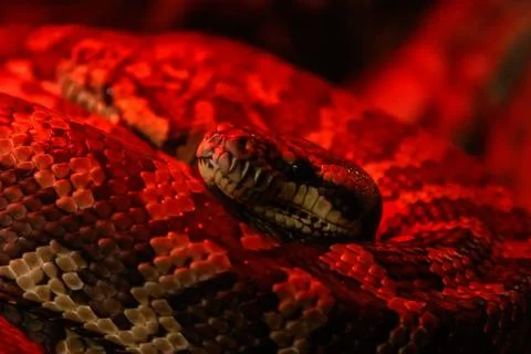 Snake coastal carpet python, Morelia spilota mcdowelli Stockfoto's