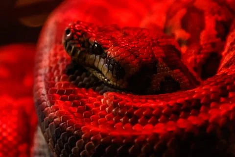 Snake coastal carpet python, Morelia spilota mcdowelli 스톡 사진