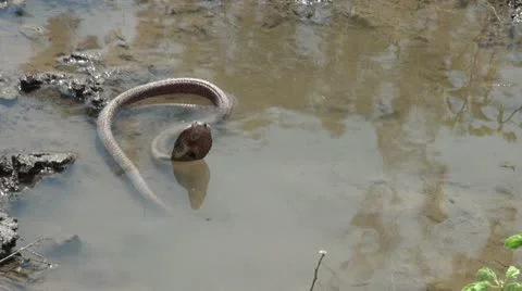 Snake-Cobra 스톡 동영상 11906710