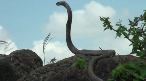 Snake-Cobra 스톡 동영상 11907459