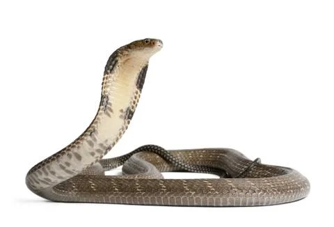 Snake cobra on isolated background. Stock Photos