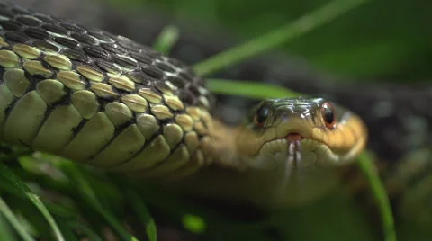 Snake Coiled and Waiting - Super Slow Motion Stock-Footage 51223690