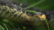 Snake Coiled And Waiting - Super Slow Motion Stock Footage