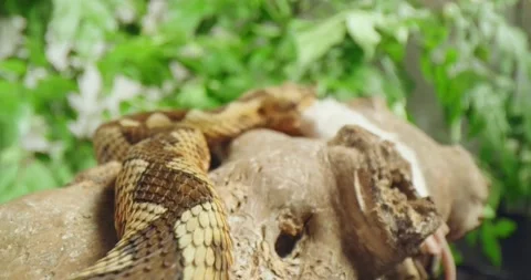 A snake coiled tightly around a tree trunk was swallowing its prey. Stock Footage 315332882