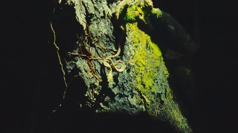 A snake coils on a moss-covered tree trunk in a dark forest in Ecuador Stock Footage 345642098