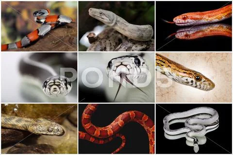 Snake collage Stock Illustration