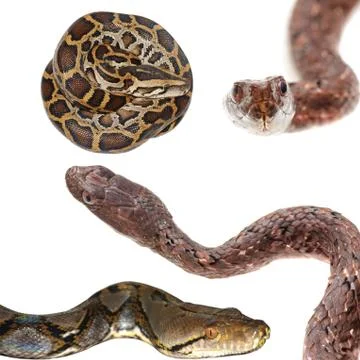 Snake collection Foto stock