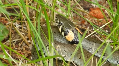 Snake (Colubridae) (Naririx natrix) in the grass breathes and looks around. Stock Footage 64367582