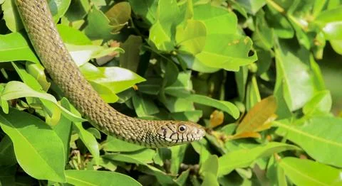 A snake coming down the branches to the bottom Stock Photos