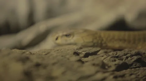 Snake Coming into Focus Stock Footage 24632717