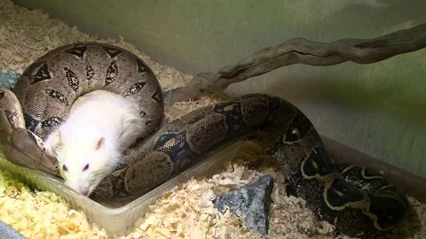 Snake constrictor eating rat in swamp in disco light Stock Footage 71630187