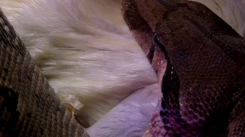 Snake Constrictor Eats Rat in Swamp, Top View, Super Closeup Stock-Footage 71630854
