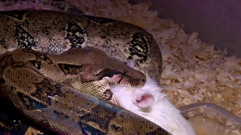 Snake constrictor eats white rat, closeup shot Stock Footage 71630751