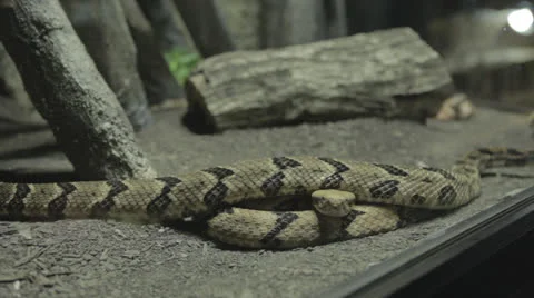 Snake continues over coiled snake which pulls free Stock Footage 24375850