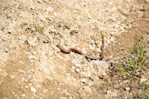 Snake copperhead Stock Photos