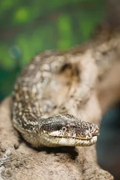 Snake with copyspace Stock Photos