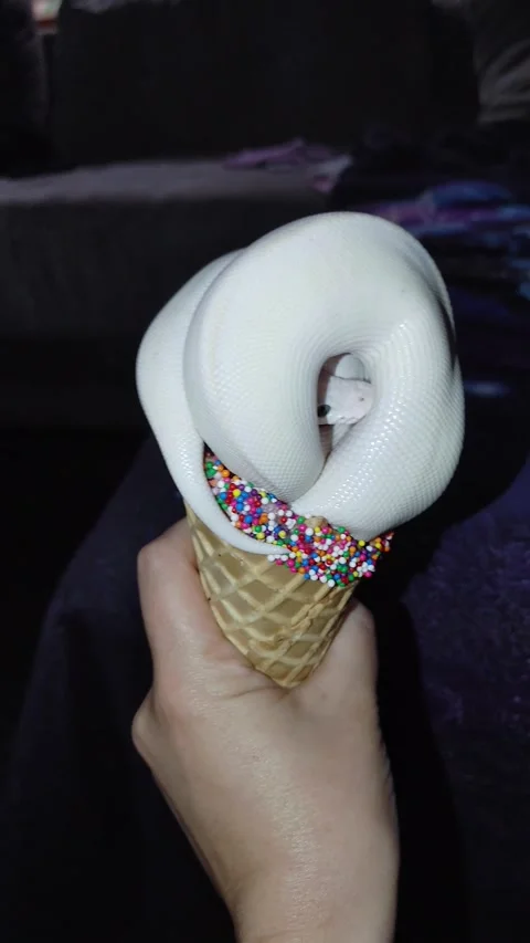 Snake Cosplays As Ice Cream Cone, Winslow, Arizona, USA - 03 Mar 2025 Stock Footage 306251827