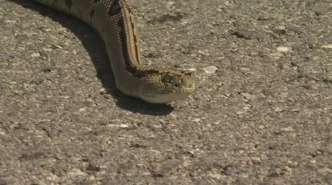 Snake Crawling 1 Video stock 19068529