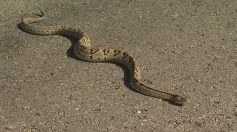 Snake Crawling 2 Video stock 19068847