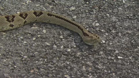 Snake Crawling 3 스톡 동영상 19069036