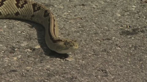 Snake Crawling 4 Video stock 19069430