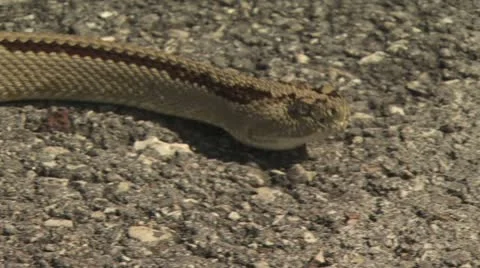 Snake Crawling 6 Video stock 19070003