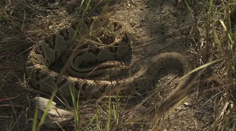 Snake Crawling 8 스톡 동영상 19070633