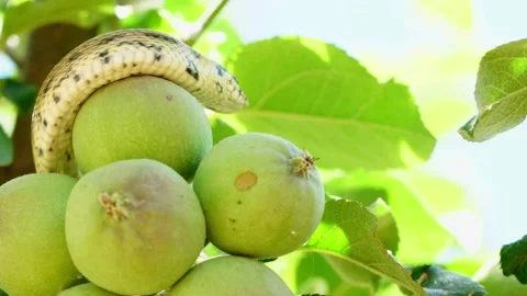 A snake crawling around green apples Stock Footage 144333019