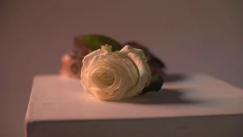 Snake crawling around white rose. Studio super slow motion Stock Footage 101866056