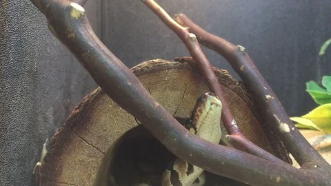 Snake crawling back into its nest Vidéo 75168881