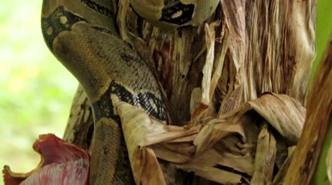 Snake crawling on banana tree Stock Footage 48737825