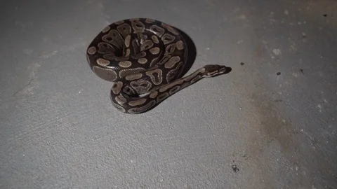 Snake crawling in the basement. Ball python. Stock Footage 107764237