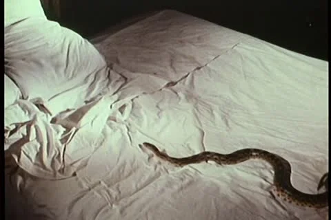 Snake crawling on bed 스톡 동영상 11353251