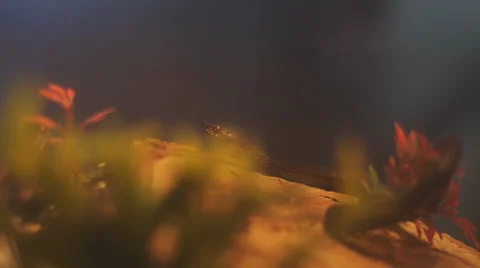 Snake Crawling between Plants in the Aquarium in Museum in Austria Stock Footage 62727963