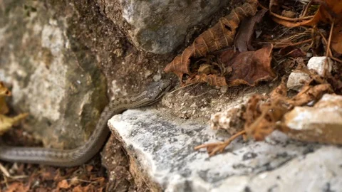 Snake crawling between rock and vegetation. Austrian colonel. Stock Footage