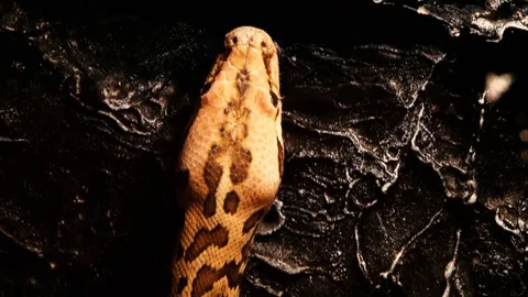 Snake crawling up. Close-up Stock Footage 101371561