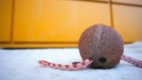 Snake crawling in the coconut Stock Footage 70233138