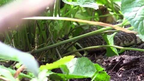 Snake crawling in forest double backs on itself Stock Footage 79714616