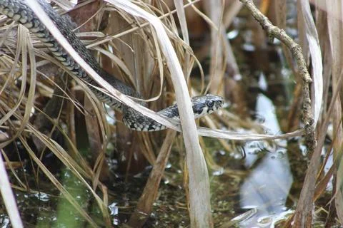 A snake crawling in the grass Foto stock