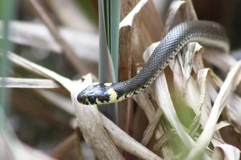 A snake crawling in the grass Stock Photos