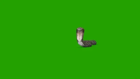 Snake Crawling on Green Screen Stock Footage 222100759