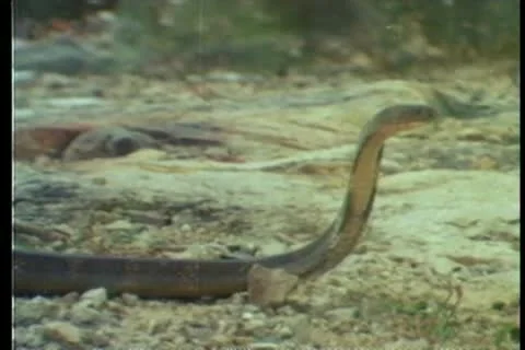 Snake crawling on ground Видео 11354944