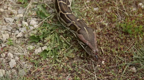 Snake crawling on the ground Stock Footage 63789067