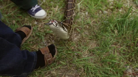 Snake crawling on the ground Stock Footage 63789948