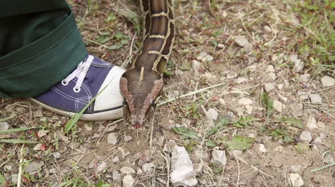 Snake crawling on the ground Stock Footage 63821533