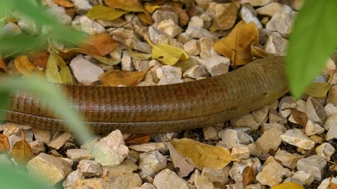 Snake crawling on ground Stock-Footage 108939020