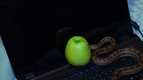 Snake crawling on a laptop Stock Footage 65226476